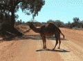Camel-Filter