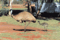Emu mit Baby