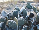 verschneiter Kaktus